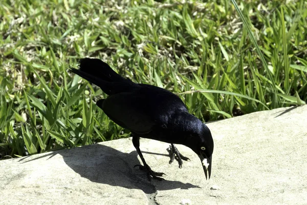 Grackle Antillean Maior Quiscalus Niger Varadero Cuba — Fotografia de Stock