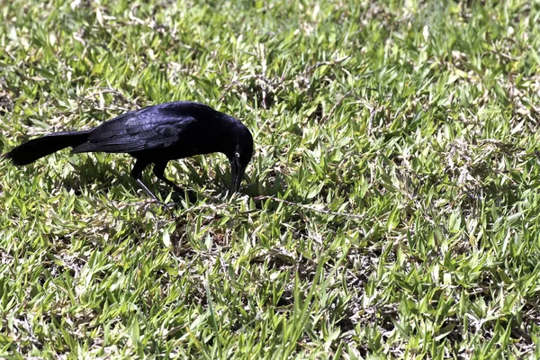 Greater Antillean Grackle Quiscalus Niger Варадеро Куба — стоковое фото