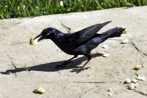 Greater Antillean Grackle Quiscalus Niger Варадеро Куба — стоковое фото