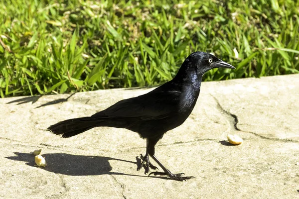 Greater Antillean Grackle Quiscalus Niger Варадеро Куба — стоковое фото