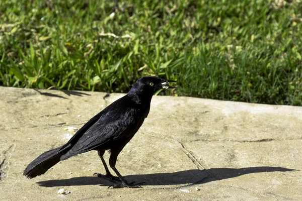 Greater Antillean Grackle Quiscalus Niger Варадеро Куба — стоковое фото