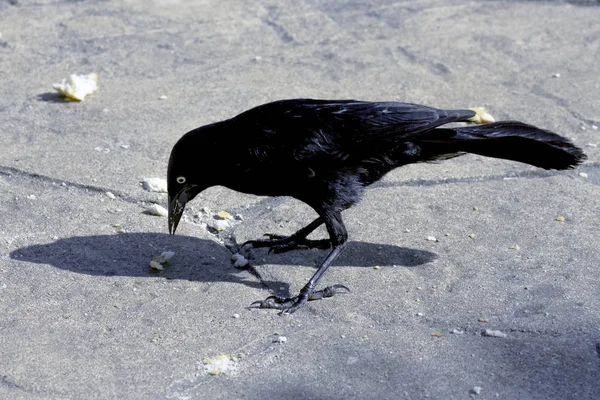 Greater Antillean Grackle Quiscalus Niger Варадеро Куба — стоковое фото