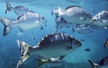 Atlantik Okyanusu Küba kıyılarında deniz yaşamı