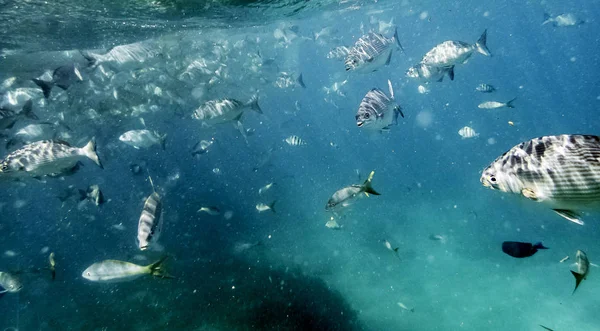 Marine Life Atlantic Ocean Cuban Coast — Stock Photo, Image