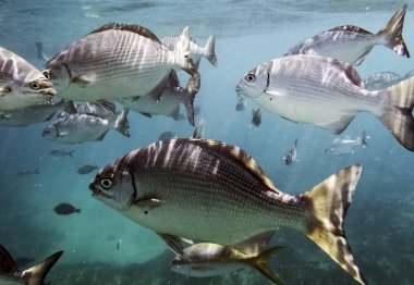 Atlantik Okyanusu Küba kıyılarında deniz yaşamı