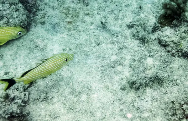 Atlantik Okyanusu Küba Kıyılarında Deniz Yaşamı — Stok fotoğraf