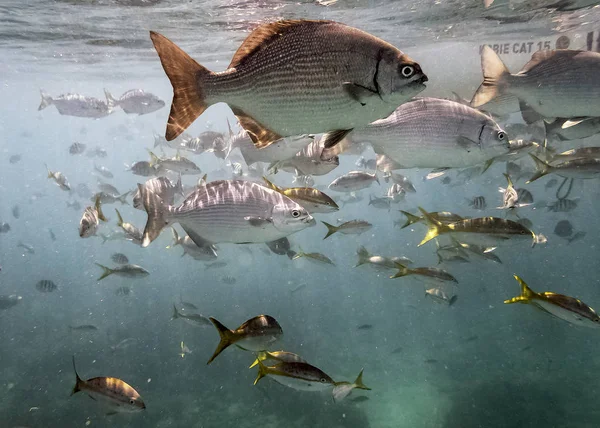 Marine Life Atlantic Ocean Cuban Coast — Stock Photo, Image