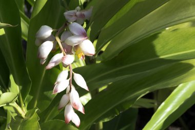 Alpinia zerumbet, yaygın kabuk zencefil, pembe porselen lily, bilinen zencefil veya kelebek zencefil - Varadero, Küba kullanılan renkler