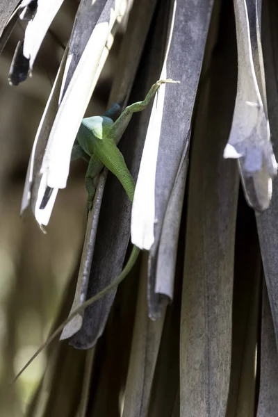 Kubánské Muž Ještěr Allison Anole Anolis Allisoni Také Známý Jako — Stock fotografie