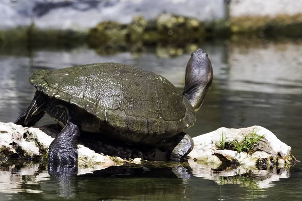 Kubánské Jezdec Trachemys Decussata Hrdlička Původem Kuby Poloostrov Zapata Národní — Stock fotografie