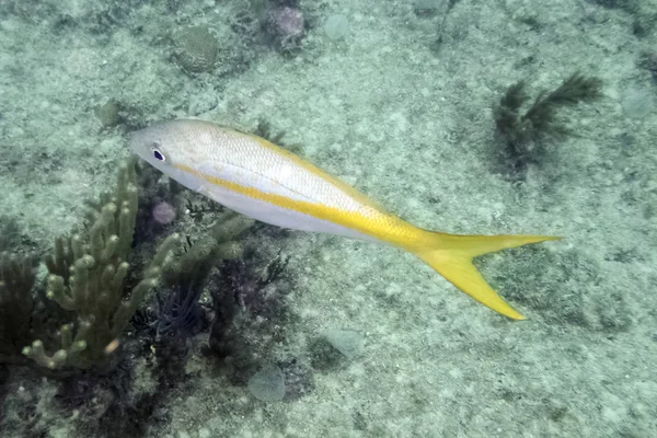 Atlantik Okyanusu Küba Kıyılarında Deniz Yaşamı — Stok fotoğraf