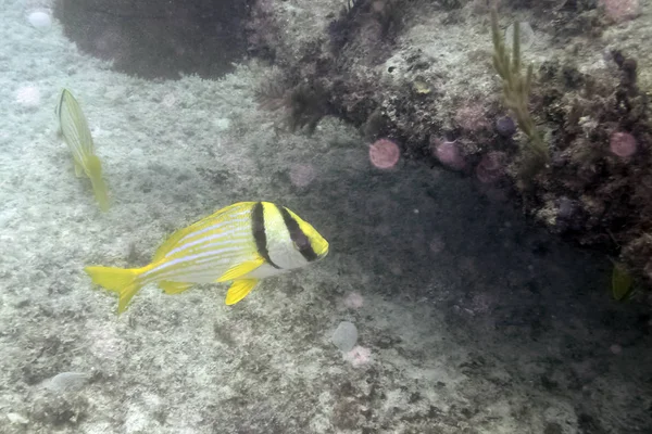 Atlantik Okyanusu Küba Kıyılarında Deniz Yaşamı — Stok fotoğraf