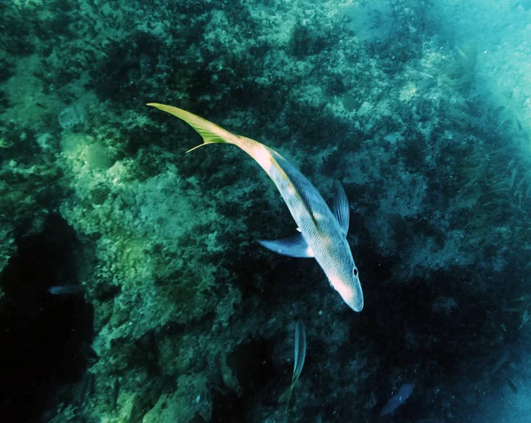 キューバの海岸の大西洋の海洋生物 — ストック写真