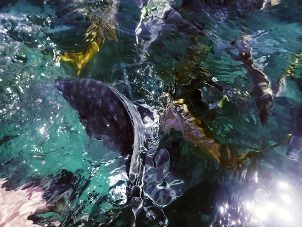 Atlantik Okyanusu Küba kıyılarında deniz yaşamı