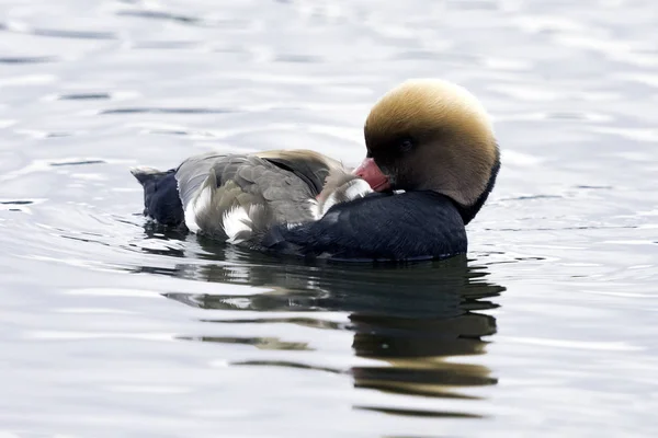 Red Crested Pochard Netta Rufina Large Diving Duck — Stock Photo, Image