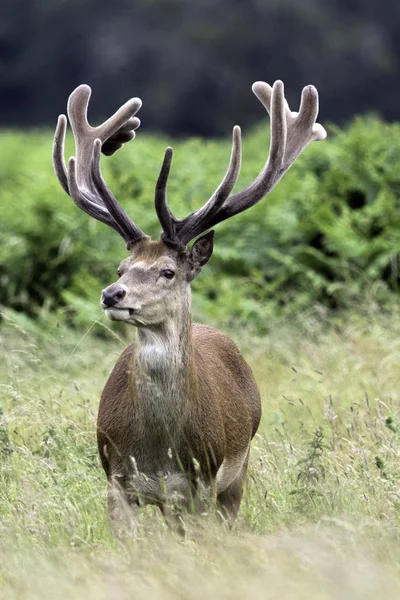 Vahşi erkek geyik - Londra, İngiltere