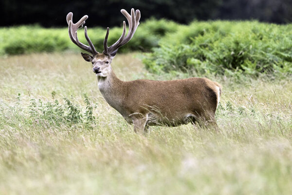 Wild male deer - London, United Kingdom