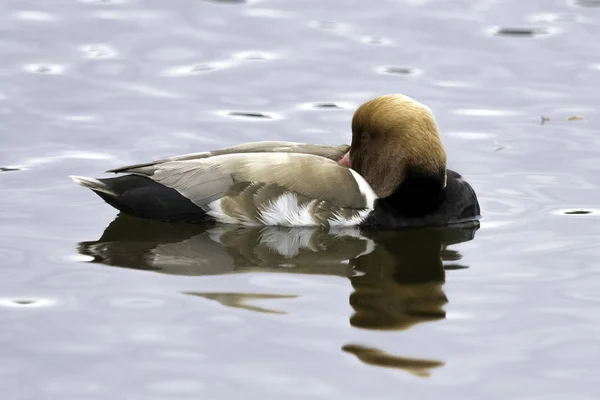 Krooneend Netta Rufina Grote Duiken Eend — Stockfoto