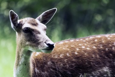 Vahşi dişi geyik London, Büyük Britanya