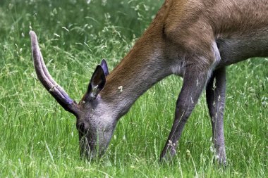 Vahşi erkek geyik - Londra, İngiltere