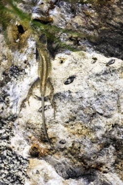 Kahverengi anole (Anolis sagrei), Bahaman anole veya De la Sagra'nın Anole - çevre - Varadero, Küba çevreleyen ile mükemmel kamuflaj olarak da bilinir