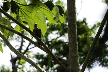 Küba Yeşil ağaçkakan (Xiphidiopicus percussus) Küba'ya - Yarımadası de Zapata Milli Parkı endemik / Zapata bataklık, Küba