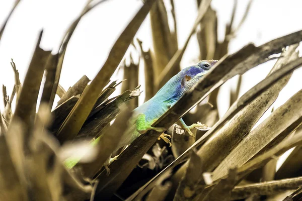 Kubánské Muž Ještěr Allison Anole Anolis Allisoni Také Známý Jako — Stock fotografie