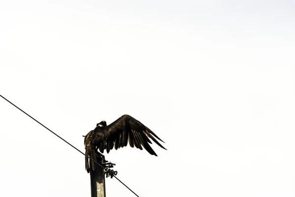 Turkey Vulture Cathartes Aura Also Known Turkey Buzzard John Crow — Stock Photo, Image