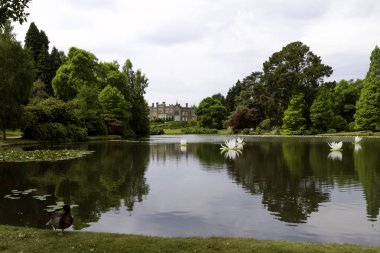 Shefıeld Gölü lilyum ve Sheffield Park House arka planda - 01 Temmuz 2018 Uckfield, İngiltere