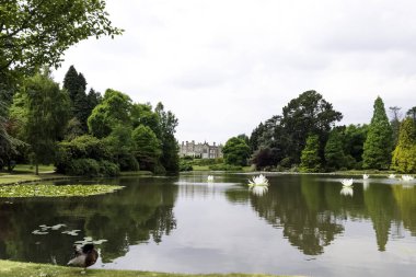 Shefıeld Gölü lilyum ve Sheffield Park House arka planda - 01 Temmuz 2018 Uckfield, İngiltere
