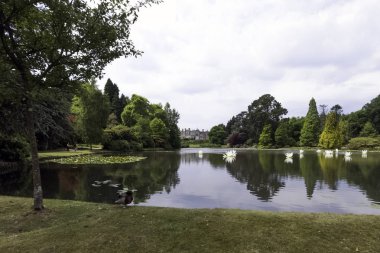 Shefıeld Gölü lilyum ve Sheffield Park House arka planda - 01 Temmuz 2018 Uckfield, İngiltere