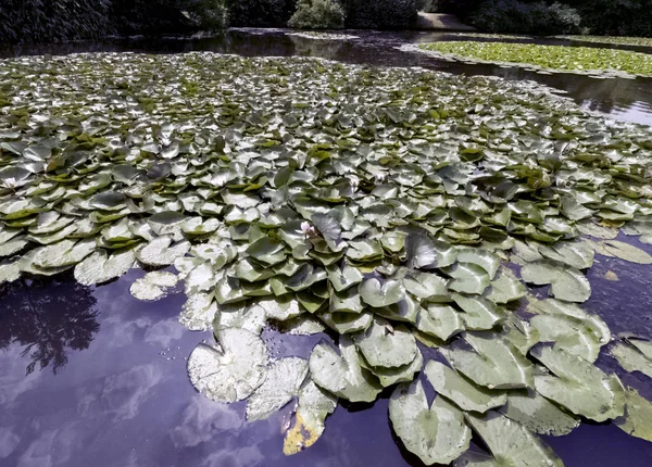 Lírios Aquáticos Nymphaeaceae Lily Pad Shefield Lake Uckfield Reino Unido — Fotografia de Stock