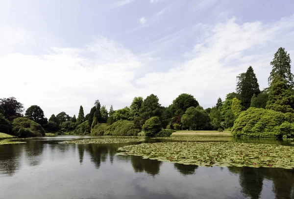 Lírios Aquáticos Nymphaeaceae Lily Pad Shefield Lake Uckfield Reino Unido — Fotografia de Stock