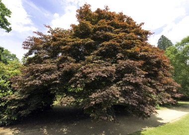Fagus Sylvatica Purpurea, olarak da bilinen Copper Beech veya Mor kayın - Uckfield, İngiltere