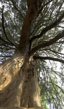 Eski sequoia / sekoya ağacı Uckfield, İngiltere