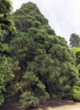 Eski sequoia / sekoya ağacı Uckfield, İngiltere