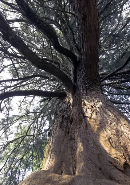 Vieux Séquoia Séquoia Uckfield Royaume Uni — Photo