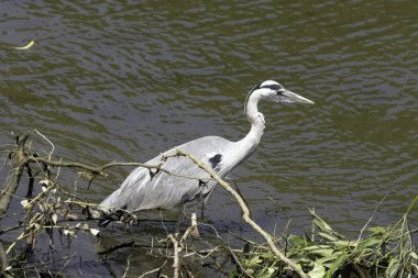 Vahşi gri balıkçıl (Ardea cinerea) Thames nehrinde avlanırken - Richmond Thames, Birleşik Krallık