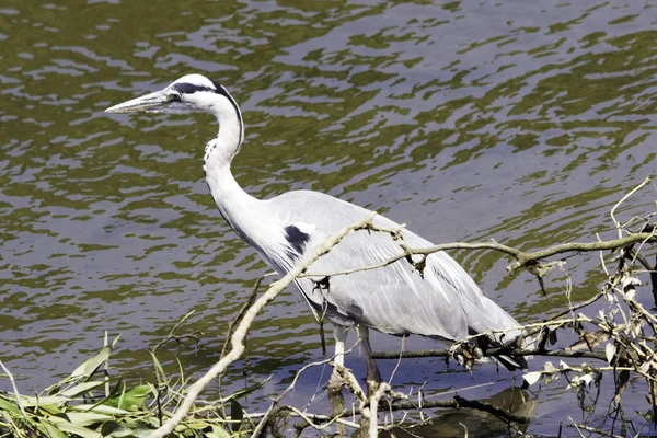 Серая Цапля Ardea Cinerea Охоте Реке Тэймс Ричмонд Апон Тэймс — стоковое фото