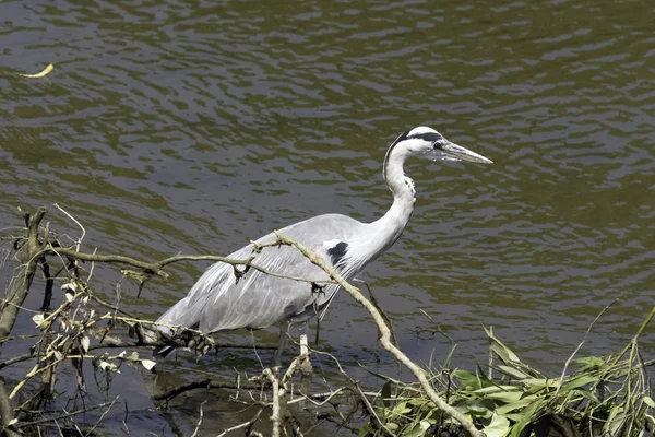 Garza Gris Salvaje Ardea Cinerea Cazando Río Támesis Richmond Thames — Foto de Stock