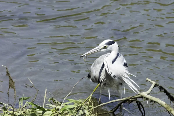 Divoké Volavka Popelavá Ardea Cinerea Jíst Oběd Řece Temži Richmond — Stock fotografie