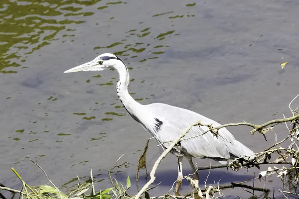 Серая Цапля Ardea Cinerea Охоте Реке Тэймс Ричмонд Апон Тэймс — стоковое фото