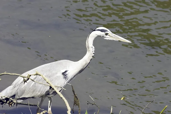 Дикая Серая Цапля Ardea Cinerea Охоте Темзе — стоковое фото