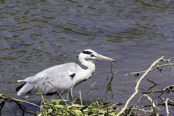 Garza Gris Salvaje Ardea Cinerea Almorzando Río Támesis Richmond Thames —  Fotos de Stock