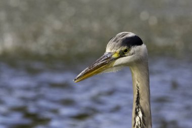Vahşi gri balıkçıl (Ardea cinerea) Thames nehrinde avlanırken - Richmond Thames, Birleşik Krallık