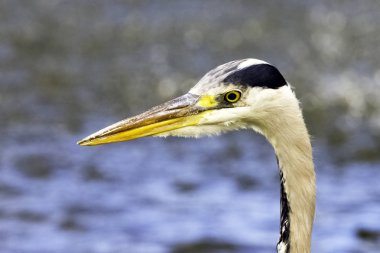 Vahşi gri balıkçıl (Ardea cinerea) Thames Nehri 'nde avlanıyor