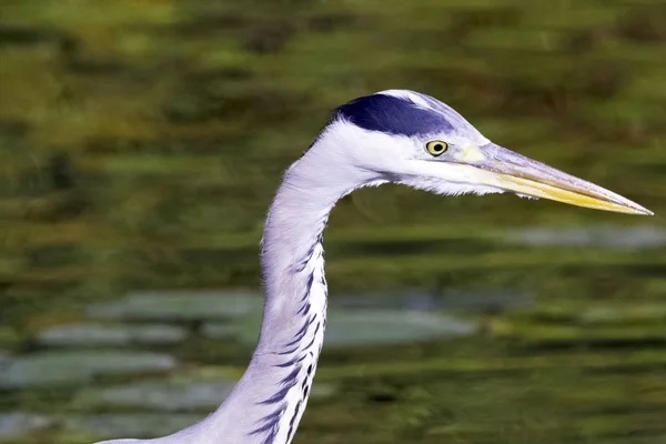 Volavka Šedá Ardea Cinerea Lovu Řece Temži Richmond Thames Velká — Stock fotografie