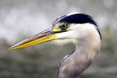 Vahşi gri balıkçıl (Ardea cinerea) Thames nehrinde avlanırken - Richmond Thames, Birleşik Krallık