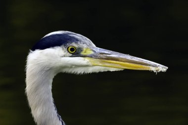 Vahşi gri balıkçıl (Ardea cinerea) Thames nehrinde avlanırken - Richmond Thames, Birleşik Krallık