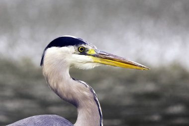 Vahşi gri balıkçıl (Ardea cinerea) Thames nehrinde avlanırken - Richmond Thames, Birleşik Krallık